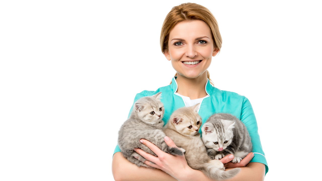 O que o ronronar dos gatos está tentando dizer sem você perceber