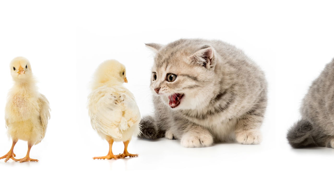 O que o ronronar dos gatos está tentando dizer sem você perceber