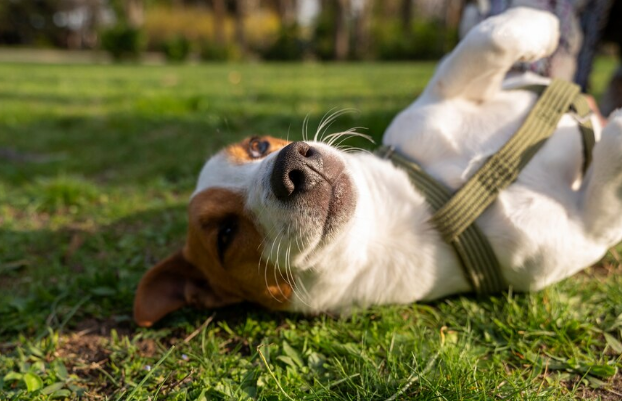 Leishmaniose: veja como proteger seu pet e sua família. Imagem: FreePik