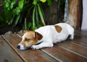 Leishmaniose: veja como proteger seu pet e sua família. Imagem: FreePik