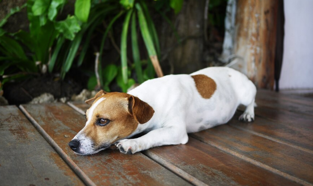 Leishmaniose: veja como proteger seu pet e sua família. Imagem: FreePik