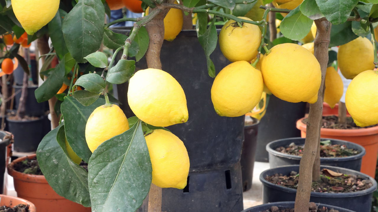 Como plantar limão em casa do jeito certo