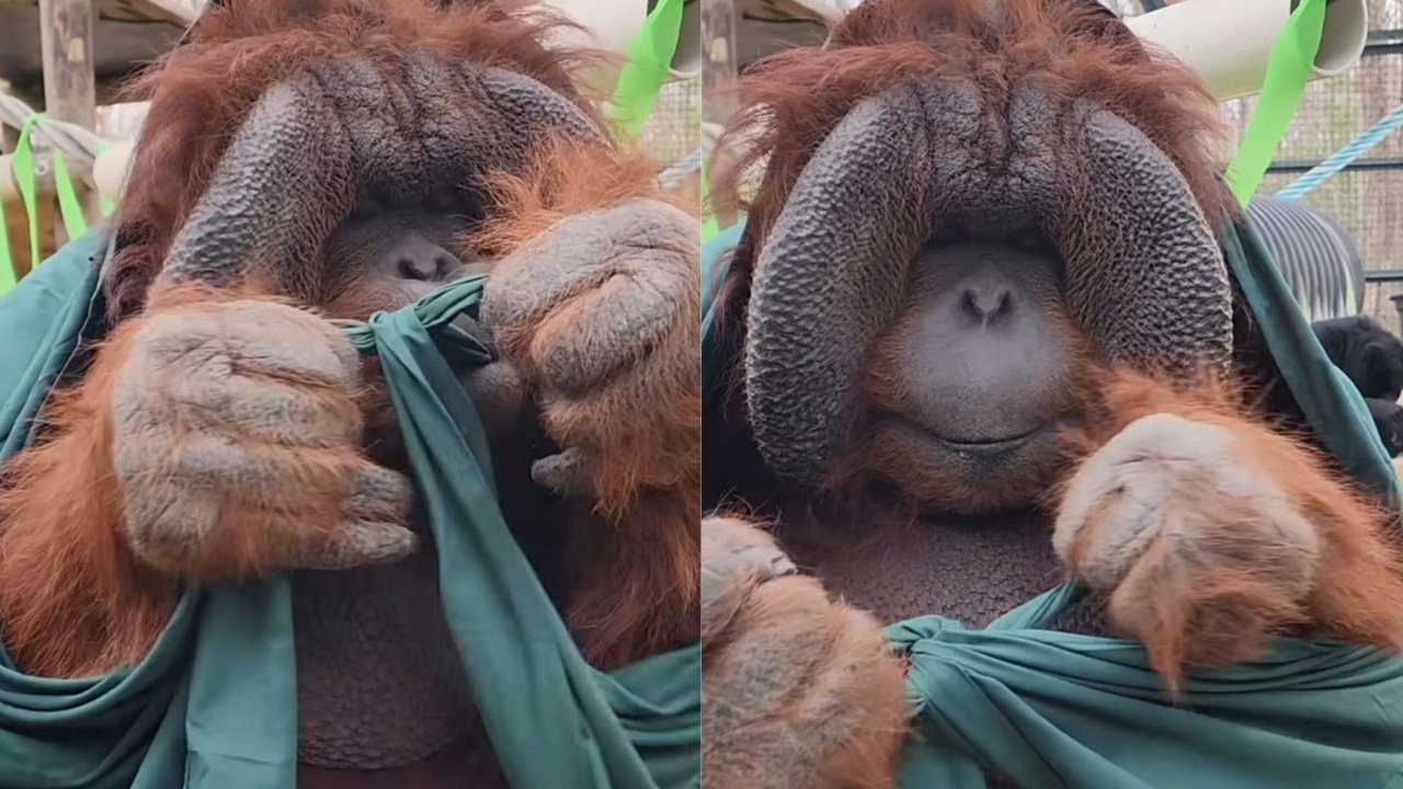 macaco dá nó