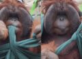 macaco dá nó