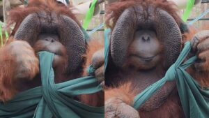 macaco dá nó