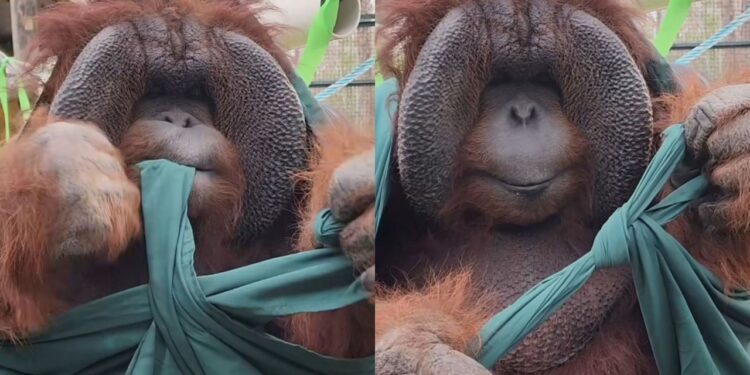 macaco dá nó