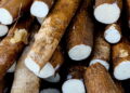 Melhores técnicas para cultivar mandioca com sucesso
