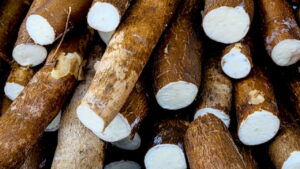 Melhores técnicas para cultivar mandioca com sucesso