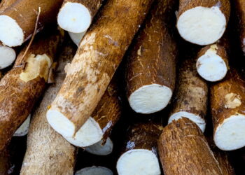 Melhores técnicas para cultivar mandioca com sucesso