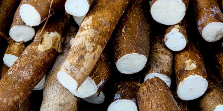 Melhores técnicas para cultivar mandioca com sucesso