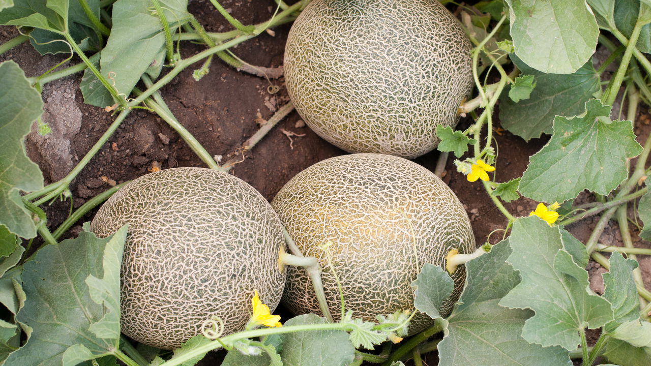 O melhor guia para cultivar melão no quintal sem agrotóxicos