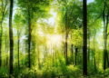 Você vai se surpreender com essa curiosidade interessante da natureza