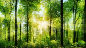 Você vai se surpreender com essa curiosidade interessante da natureza