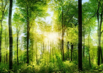 Você vai se surpreender com essa curiosidade interessante da natureza