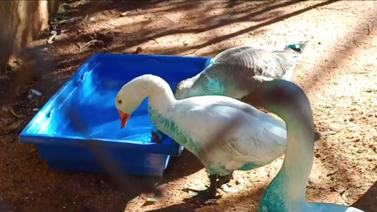Patos e gansos azuis