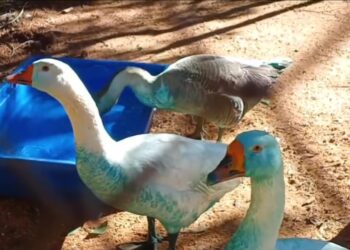 Patos e gansos azuis