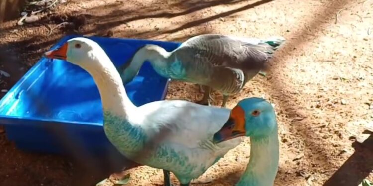Patos e gansos azuis