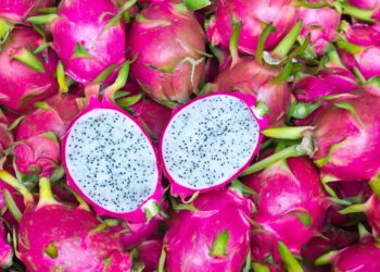 Como plantar pitaya e aproveitar todos os seus benefícios
