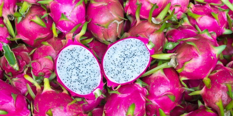 Como plantar pitaya e aproveitar todos os seus benefícios