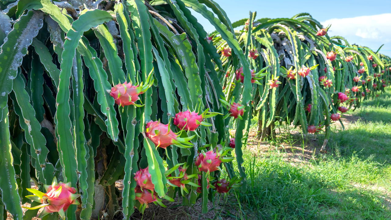 Como plantar pitaya e aproveitar todos os seus benefícios