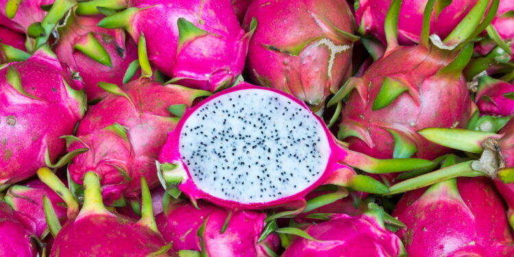 A maneira mais eficiente de plantar pitaya e colher com abundância