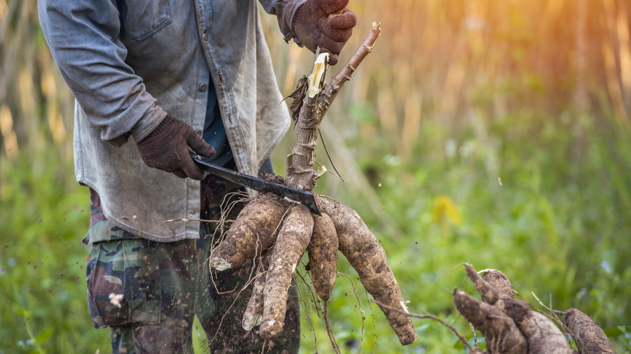 Melhores técnicas para cultivar mandioca com sucesso