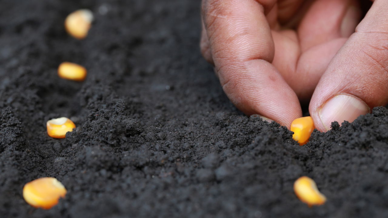 O jeito mais eficiente e barato de plantar milho em casa