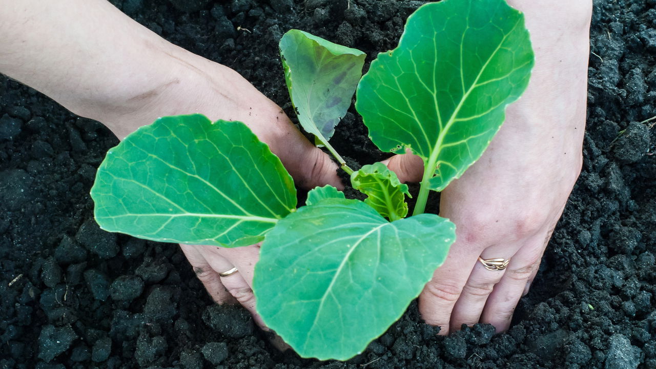 Aprenda como plantar repolho em casa com este passo a passo simples