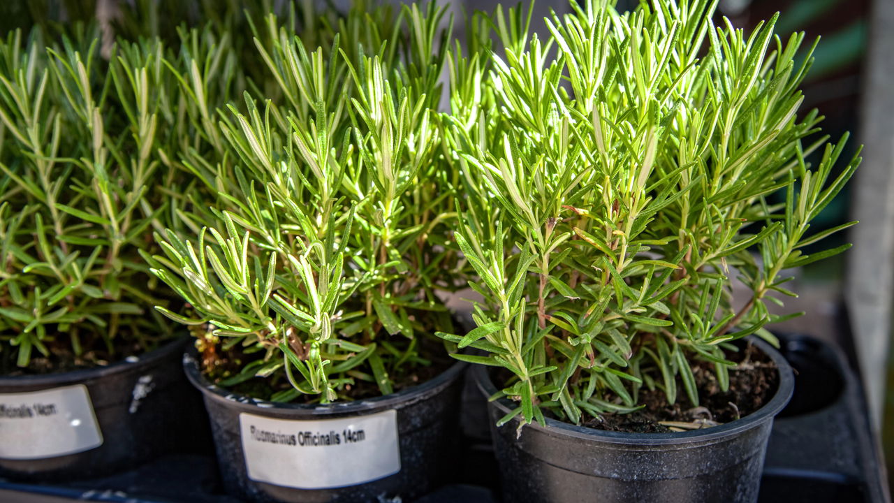 Melhor guia para cultivar uma horta antioxidante em casa