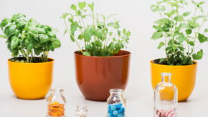 Melhor guia para cultivar uma horta antioxidante em casa