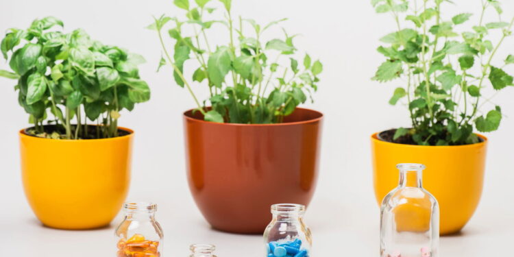 Melhor guia para cultivar uma horta antioxidante em casa