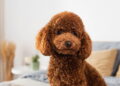 Poodle - Créditos: depositphotos.com / IgorVetushko