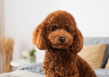 Poodle - Créditos: depositphotos.com / IgorVetushko