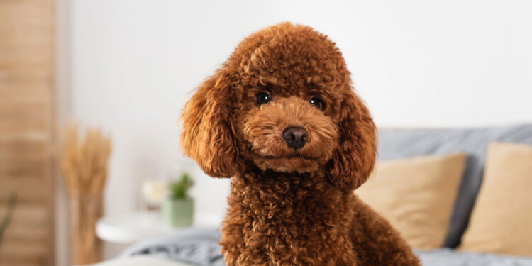 Poodle - Créditos: depositphotos.com / IgorVetushko