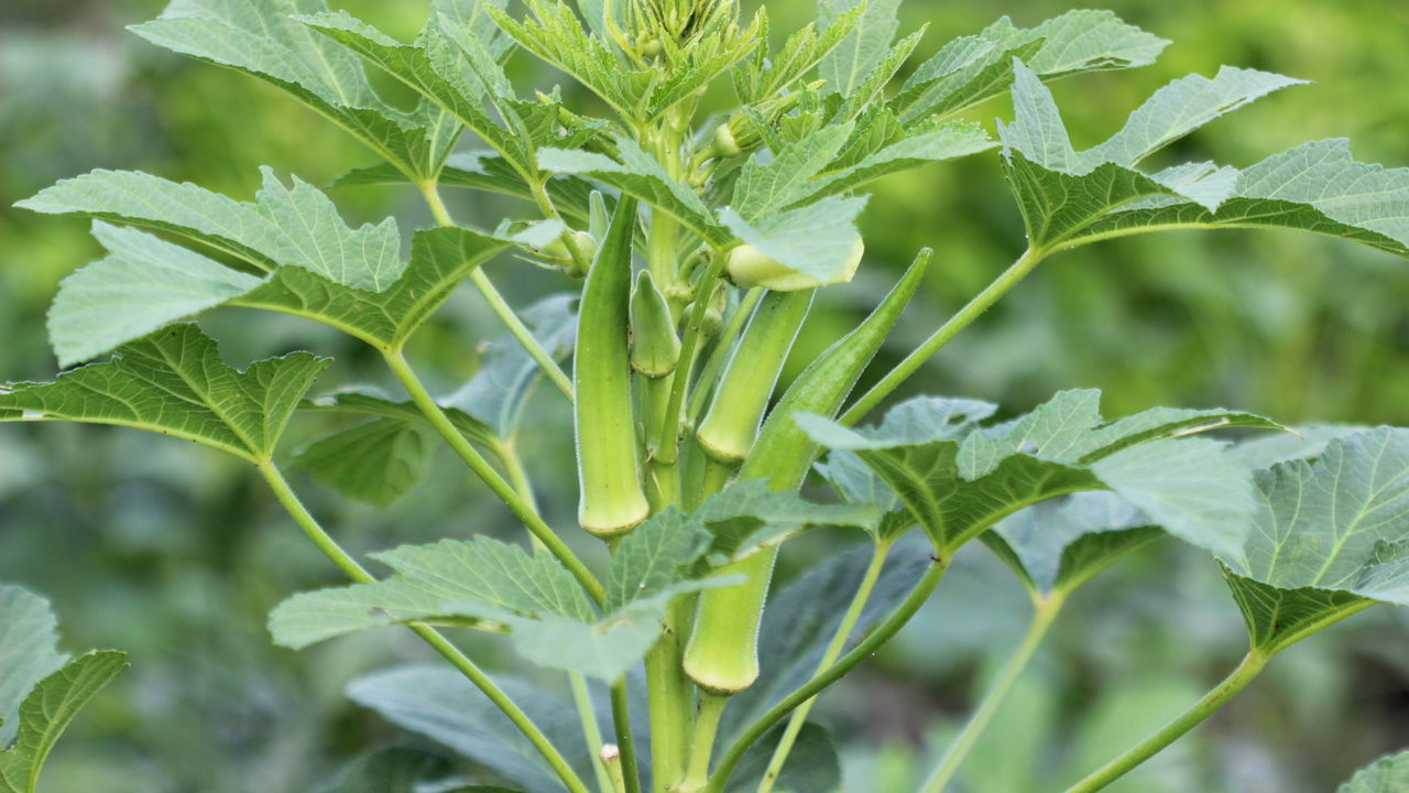 Tudo o que você precisa saber para cultivar quiabo em casa