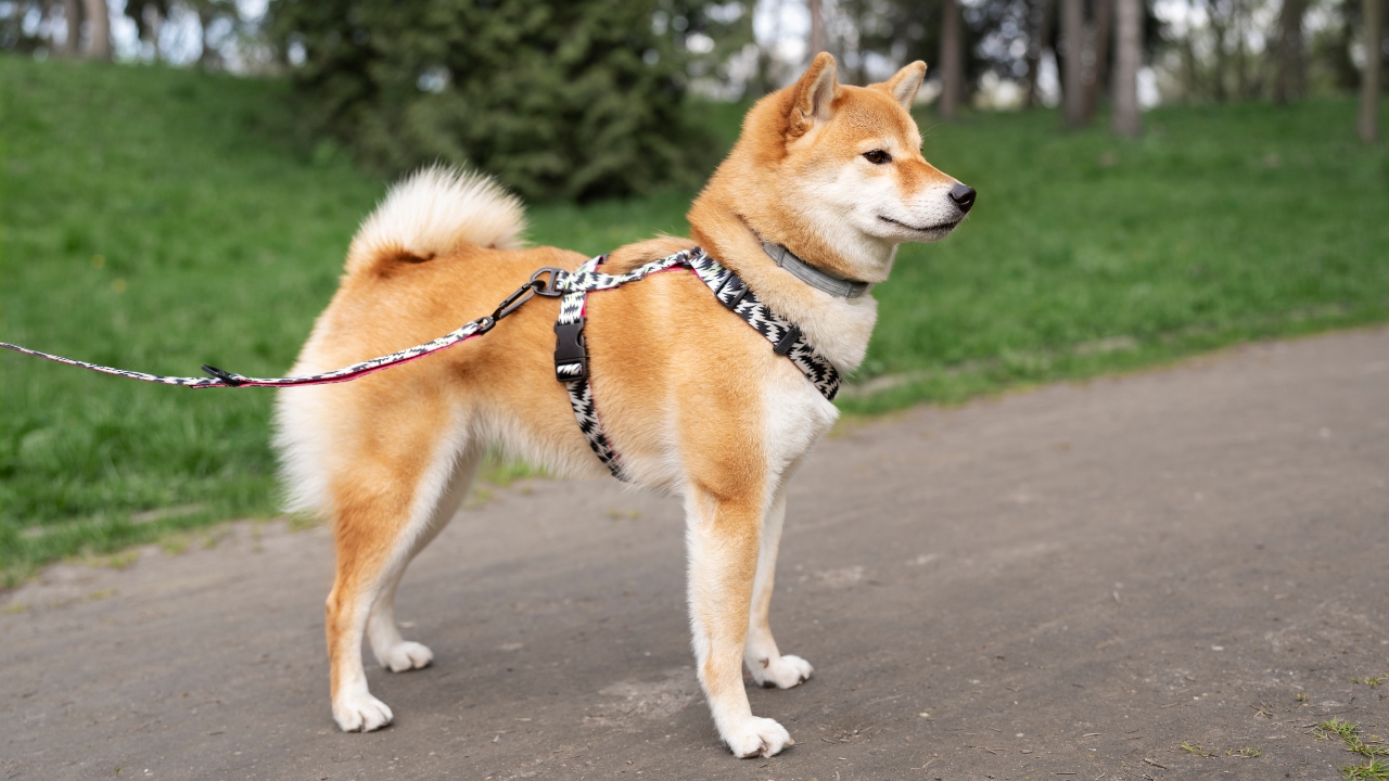 raça akita