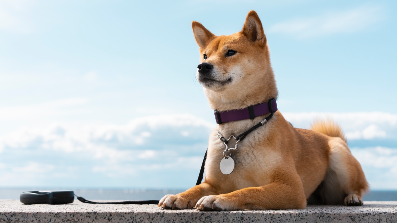 raça akita