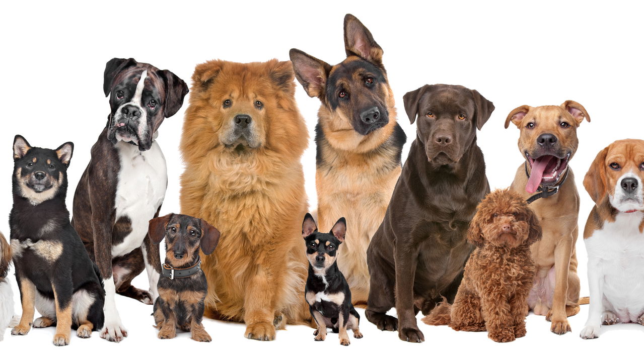 Cães e Gatos: A evolução secreta que você nunca imaginou