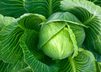 Aprenda como plantar repolho em casa com este passo a passo simples