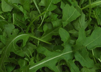 Aprenda a cultivar rúcula em casa e aproveite todos os seus benefícios