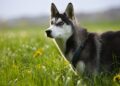 husky siberiano