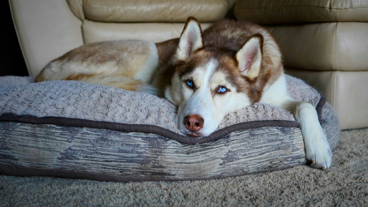 husky siberiano