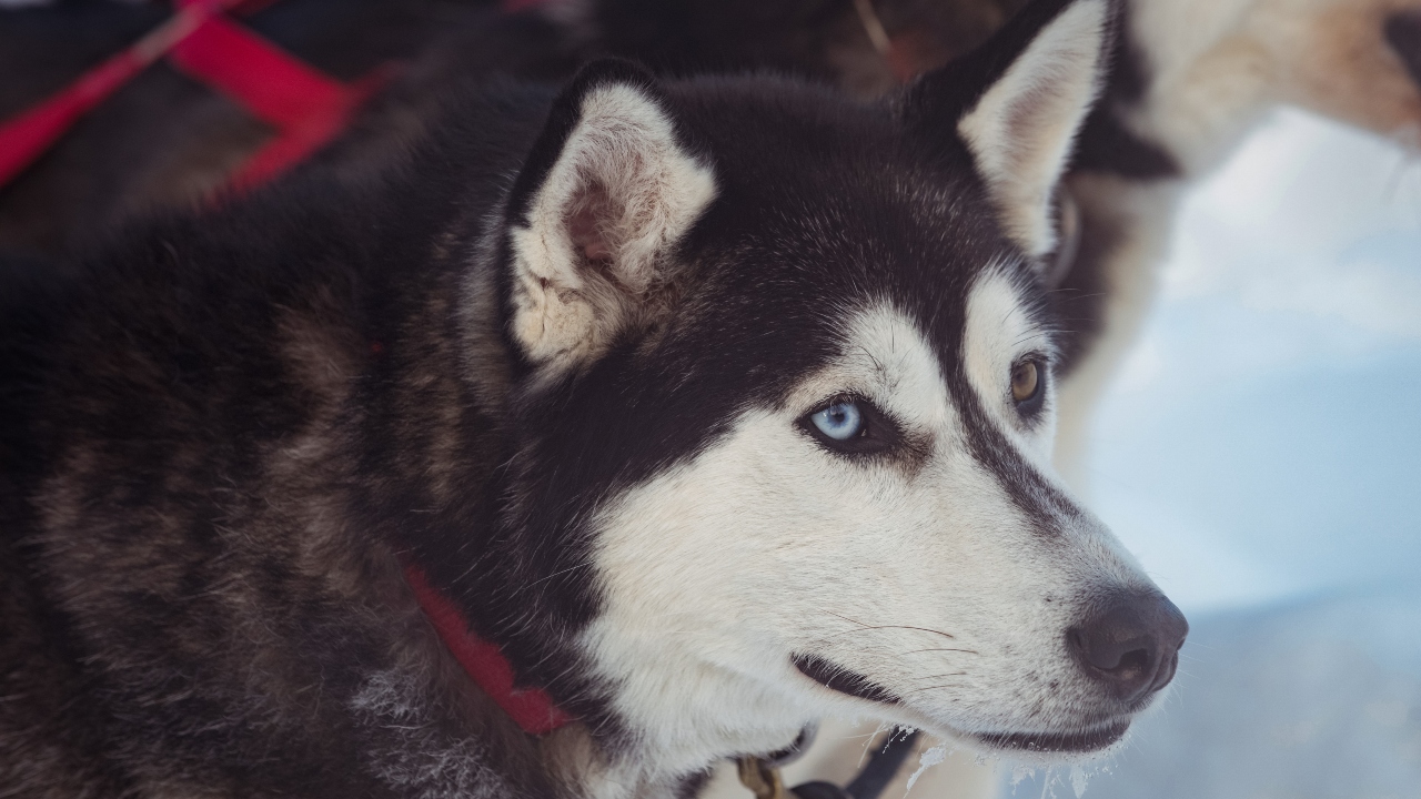 husky siberiano