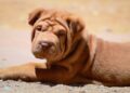 shar-pei