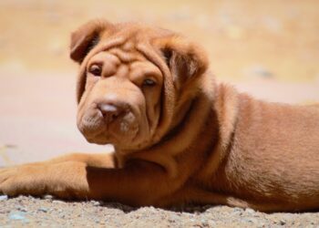 shar-pei