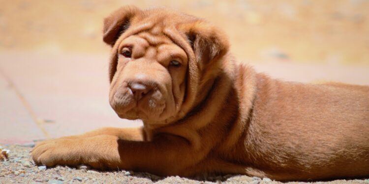shar-pei