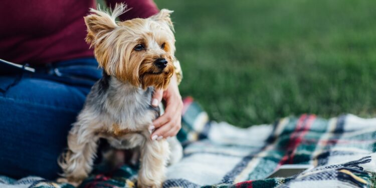 yorkshire terrier