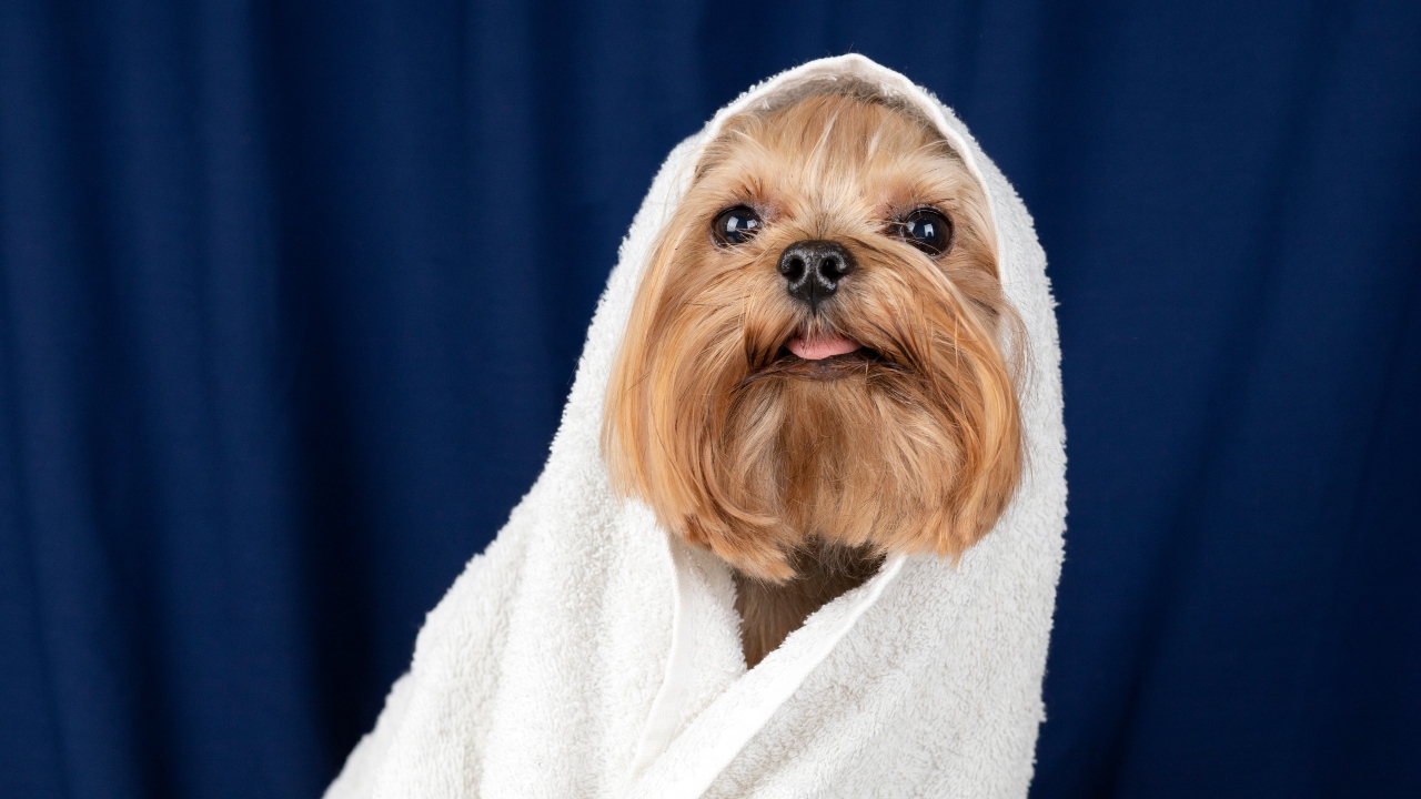 yorkshire terrier