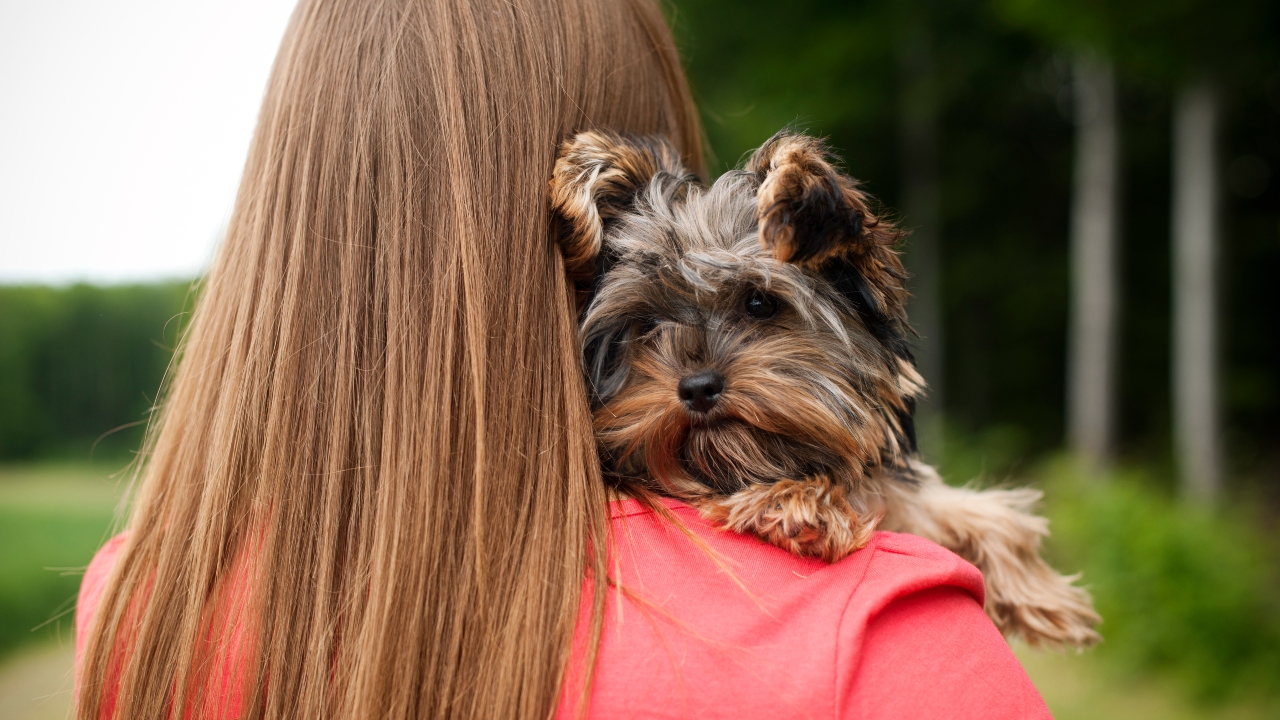 yorkshire terrier
