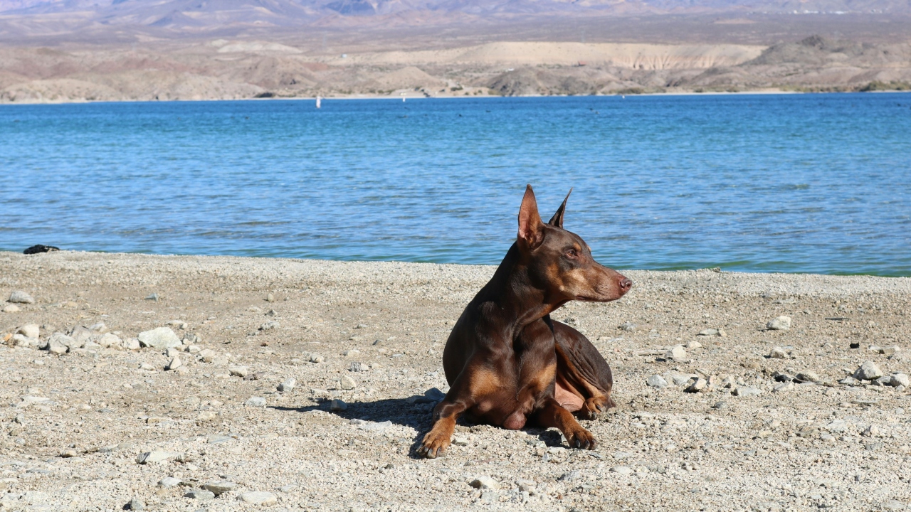 doberman